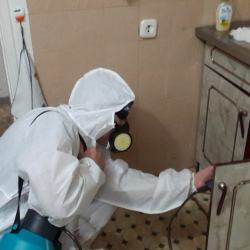 Дезинфекция от муравьев в квартире в Большевике